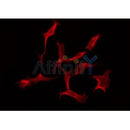 DF3537 staining Hela by IF/ICC. The sample were fixed with PFA and permeabilized in 0.1% Triton X-100,then blocked in 10% serum for 45 minutes at 25¡ãC. The primary antibody was diluted at 1/200 and incubated with the sample for 1 hour at 37¡ãC. An Alexa Fluor 594 conjugated goat anti-rabbit IgG (H+L) Ab, diluted at 1/600, was used as the secondary antibod