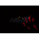DF3541 staining HepG2 by IF/ICC. The sample were fixed with PFA and permeabilized in 0.1% Triton X-100,then blocked in 10% serum for 45 minutes at 25¡ãC. The primary antibody was diluted at 1/200 and incubated with the sample for 1 hour at 37¡ãC. An Alexa Fluor 594 conjugated goat anti-rabbit IgG (H+L) Ab, diluted at 1/600, was used as the secondary antibod