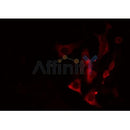 Western blot analysis of extracts from HepG2, using Cytochrome P450 2A13 Antibody. Lane 1 was treated with the antigen-specific peptide.