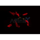 Western blot analysis of extracts from various samples, using IL20RB Antibody. Lane 1: HepG2 treated with blocking peptide; Lane 2: HepG2; Lane 3: mouse spleen;