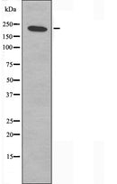 DF3612 staining 293 cells by IF/ICC. The sample were fixed with PFA and permeabilized in 0.1% Triton X-100,then blocked in 10% serum for 45 minutes at 25¡ãC. The primary antibody was diluted at 1/200 and incubated with the sample for 1 hour at 37¡ãC. An Alexa Fluor 594 conjugated goat anti-rabbit IgG (H+L) antibody(Cat.
