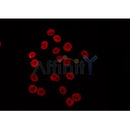 Western blot analysis of extracts from mouse lung, using MLH1 Antibody.