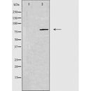 DF3623 staining NIH-3T3 cells by IF/ICC. The sample were fixed with PFA and permeabilized in 0.1% Triton X-100,then blocked in 10% serum for 45 minutes at 25¡ãC. The primary antibody was diluted at 1/200 and incubated with the sample for 1 hour at 37¡ãC. An Alexa Fluor 594 conjugated goat anti-rabbit IgG (H+L) antibody(Cat.