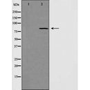 DF3631 staining HeLa by IF/ICC. The sample were fixed with PFA and permeabilized in 0.1% Triton X-100,then blocked in 10% serum for 45 minutes at 25¡ãC. The primary antibody was diluted at 1/200 and incubated with the sample for 1 hour at 37¡ãC. An Alexa Fluor 594 conjugated goat anti-rabbit IgG (H+L) Ab, diluted at 1/600, was used as the secondary antibod