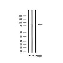 Western blot analysis of extracts from 293, using BARD1 Antibody.