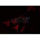 Western blot analysis of extracts from various samples, using HSD3B7 Antibody. Lane 1: 293 treated with blocking peptide; Lane 2: 293; Lane 3: HepG2;