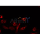 Western blot analysis of extracts from 293, using MRPL14 Antibody.