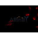 Western blot analysis of extracts from 293, using MRPL15 Antibody.