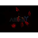 AF0382 staining HepG2 by IF/ICC. The sample were fixed with PFA and permeabilized in 0.1% Triton X-100,then blocked in 10% serum for 45 minutes at 25¡ãC. The primary antibody was diluted at 1/200 and incubated with the sample for 1 hour at 37¡ãC. An Alexa Fluor 594 conjugated goat anti-rabbit IgG (H+L) Ab, diluted at 1/600, was used as the secondary antibod