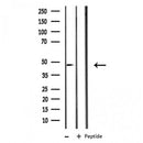 DF3731 staining Hela cells by IF/ICC. The sample were fixed with PFA and permeabilized in 0.1% Triton X-100,then blocked in 10% serum for 45 minutes at 25¡ãC. The primary antibody was diluted at 1/200 and incubated with the sample for 1 hour at 37¡ãC. An Alexa Fluor 594 conjugated goat anti-rabbit IgG (H+L) antibody(Cat.