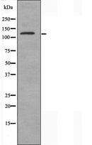 DF3740 staining NIH-3T3 cells by IF/ICC. The sample were fixed with PFA and permeabilized in 0.1% Triton X-100,then blocked in 10% serum for 45 minutes at 25¡ãC. The primary antibody was diluted at 1/200 and incubated with the sample for 1 hour at 37¡ãC. An Alexa Fluor 594 conjugated goat anti-rabbit IgG (H+L) antibody(Cat.