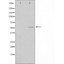 DF3755 staining HepG2 by IF/ICC. The sample were fixed with PFA and permeabilized in 0.1% Triton X-100,then blocked in 10% serum for 45 minutes at 25¡ãC. The primary antibody was diluted at 1/200 and incubated with the sample for 1 hour at 37¡ãC. An Alexa Fluor 594 conjugated goat anti-rabbit IgG (H+L) Ab, diluted at 1/600, was used as the secondary antibod