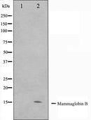Western blot analysis on HepG2 cell lysate using Mammaglobin B Antibody. The lane on the left is treated with the antigen-specific peptide.