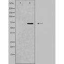 DF3765 staining RAW264.7 cells by IF/ICC. The sample were fixed with PFA and permeabilized in 0.1% Triton X-100,then blocked in 10% serum for 45 minutes at 25¡ãC. The primary antibody was diluted at 1/200 and incubated with the sample for 1 hour at 37¡ãC. An Alexa Fluor 594 conjugated goat anti-rabbit IgG (H+L) antibody(Cat.