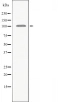 DF3766 staining HeLa cells by IF/ICC. The sample were fixed with PFA and permeabilized in 0.1% Triton X-100,then blocked in 10% serum for 45 minutes at 25¡ãC. The primary antibody was diluted at 1/200 and incubated with the sample for 1 hour at 37¡ãC. An Alexa Fluor 594 conjugated goat anti-rabbit IgG (H+L) antibody(Cat.