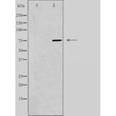 DF3767 staining HeLa cells by IF/ICC. The sample were fixed with PFA and permeabilized in 0.1% Triton X-100,then blocked in 10% serum for 45 minutes at 25¡ãC. The primary antibody was diluted at 1/200 and incubated with the sample for 1 hour at 37¡ãC. An Alexa Fluor 594 conjugated goat anti-rabbit IgG (H+L) antibody(Cat.