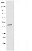 DF3783 staining 293 cells by IF/ICC. The sample were fixed with PFA and permeabilized in 0.1% Triton X-100,then blocked in 10% serum for 45 minutes at 25¡ãC. The primary antibody was diluted at 1/200 and incubated with the sample for 1 hour at 37¡ãC. An Alexa Fluor 594 conjugated goat anti-rabbit IgG (H+L) antibody(Cat.