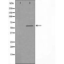 DF3796 staining Hela cells by IF/ICC. The sample were fixed with PFA and permeabilized in 0.1% Triton X-100,then blocked in 10% serum for 45 minutes at 25¡ãC. The primary antibody was diluted at 1/200 and incubated with the sample for 1 hour at 37¡ãC. An Alexa Fluor 594 conjugated goat anti-rabbit IgG (H+L) antibody(Cat.