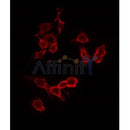 Western blot analysis of extracts from mouse brain, using ATPG Antibody. Lane 1 was treated with the antigen-specific peptide.