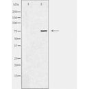 DF3842 staining NIH-3T3 by IF/ICC. The sample were fixed with PFA and permeabilized in 0.1% Triton X-100,then blocked in 10% serum for 45 minutes at 25¡ãC. The primary antibody was diluted at 1/200 and incubated with the sample for 1 hour at 37¡ãC. An Alexa Fluor 594 conjugated goat anti-rabbit IgG (H+L) Ab, diluted at 1/600, was used as the secondary antibod