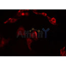 Western blot analysis of extracts from rat brain, using CHST13 Antibody. Lane 1 was treated with the blocking peptide.