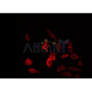 DF3898 staining Hela by IF/ICC. The sample were fixed with PFA and permeabilized in 0.1% Triton X-100,then blocked in 10% serum for 45 minutes at 25¡ãC. The primary antibody was diluted at 1/200 and incubated with the sample for 1 hour at 37¡ãC. An Alexa Fluor 594 conjugated goat anti-rabbit IgG (H+L) Ab, diluted at 1/600, was used as the secondary antibod