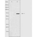 DF3957 staining NIH-3T3 cells by IF/ICC. The sample were fixed with PFA and permeabilized in 0.1% Triton X-100,then blocked in 10% serum for 45 minutes at 25¡ãC. The primary antibody was diluted at 1/200 and incubated with the sample for 1 hour at 37¡ãC. An Alexa Fluor 594 conjugated goat anti-rabbit IgG (H+L) antibody(Cat.