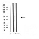 Western blot analysis of extracts from HepG2, using ATG4C Antibody.