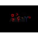 Western blot analysis of extracts from 293, using GDF15 Antibody.
