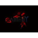 DF4404 staining HepG2 by IF/ICC. The sample were fixed with PFA and permeabilized in 0.1% Triton X-100,then blocked in 10% serum for 45 minutes at 25¡ãC. The primary antibody was diluted at 1/200 and incubated with the sample for 1 hour at 37¡ãC. An Alexa Fluor 594 conjugated goat anti-rabbit IgG (H+L) Ab, diluted at 1/600, was used as the secondary antibod