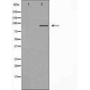 DF4420 staining HeLa cells by IF/ICC. The sample were fixed with PFA and permeabilized in 0.1% Triton X-100,then blocked in 10% serum for 45 minutes at 25¡ãC. The primary antibody was diluted at 1/200 and incubated with the sample for 1 hour at 37¡ãC. An Alexa Fluor 594 conjugated goat anti-rabbit IgG (H+L) antibody(Cat.