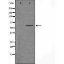 DF4435 staining RAW264.7 cells by IF/ICC. The sample were fixed with PFA and permeabilized in 0.1% Triton X-100,then blocked in 10% serum for 45 minutes at 25¡ãC. The primary antibody was diluted at 1/200 and incubated with the sample for 1 hour at 37¡ãC. An Alexa Fluor 594 conjugated goat anti-rabbit IgG (H+L) antibody(Cat.
