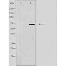 DF4483 staining Hela cells by IF/ICC. The sample were fixed with PFA and permeabilized in 0.1% Triton X-100,then blocked in 10% serum for 45 minutes at 25¡ãC. The primary antibody was diluted at 1/200 and incubated with the sample for 1 hour at 37¡ãC. An Alexa Fluor 594 conjugated goat anti-rabbit IgG (H+L) antibody(Cat.