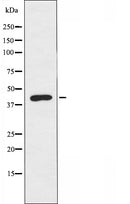 DF4490 staining HeLa by IF/ICC. The sample were fixed with PFA and permeabilized in 0.1% Triton X-100,then blocked in 10% serum for 45 minutes at 25¡ãC. The primary antibody was diluted at 1/200 and incubated with the sample for 1 hour at 37¡ãC. An Alexa Fluor 594 conjugated goat anti-rabbit IgG (H+L) Ab, diluted at 1/600, was used as the secondary antibod