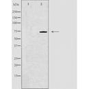 DF4517 staining RAW264.7 cells by IF/ICC. The sample were fixed with PFA and permeabilized in 0.1% Triton X-100,then blocked in 10% serum for 45 minutes at 25¡ãC. The primary antibody was diluted at 1/200 and incubated with the sample for 1 hour at 37¡ãC. An Alexa Fluor 594 conjugated goat anti-rabbit IgG (H+L) antibody(Cat.