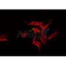 Western blot analysis of extracts from Hela, using SLC24A3 Antibody. Lane 1 was treated with the blocking peptide.