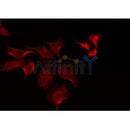 Western blot analysis of extracts from mouse muscle, using SLCO1B1 Antibody.