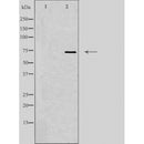 DF4554 staining Hela by IF/ICC. The sample were fixed with PFA and permeabilized in 0.1% Triton X-100,then blocked in 10% serum for 45 minutes at 25¡ãC. The primary antibody was diluted at 1/200 and incubated with the sample for 1 hour at 37¡ãC. An Alexa Fluor 594 conjugated goat anti-rabbit IgG (H+L) Ab, diluted at 1/600, was used as the secondary antibod