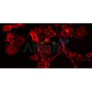 DF4640 staining HepG2 by IF/ICC. The sample were fixed with PFA and permeabilized in 0.1% Triton X-100,then blocked in 10% serum for 45 minutes at 25¡ãC. The primary antibody was diluted at 1/200 and incubated with the sample for 1 hour at 37¡ãC. An Alexa Fluor 594 conjugated goat anti-rabbit IgG (H+L) Ab, diluted at 1/600, was used as the secondary antibod