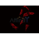 Western blot analysis of extracts from various samples, using ZP4 Antibody. lane 1: rat brain; lane 2: mouse brain;