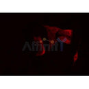 Western blot analysis of extracts from rat muscle, using RAD23B Antibody.