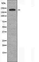 DF4583 staining NIH-3T3 cells by IF/ICC. The sample were fixed with PFA and permeabilized in 0.1% Triton X-100,then blocked in 10% serum for 45 minutes at 25¡ãC. The primary antibody was diluted at 1/200 and incubated with the sample for 1 hour at 37¡ãC. An Alexa Fluor 594 conjugated goat anti-rabbit IgG (H+L) antibody(Cat.