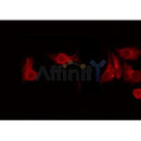 Western blot analysis of extracts from rat heart, using USP38 Antibody. Lane 1 was treated with the blocking peptide.