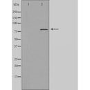 DF4622 staining MCF7 by IF/ICC. The sample were fixed with PFA and permeabilized in 0.1% Triton X-100,then blocked in 10% serum for 45 minutes at 25¡ãC. The primary antibody was diluted at 1/200 and incubated with the sample for 1 hour at 37¡ãC. An Alexa Fluor 594 conjugated goat anti-rabbit IgG (H+L) Ab, diluted at 1/600, was used as the secondary antibod