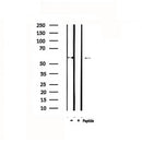 DF4697 staining HeLa by IF/ICC. The sample were fixed with PFA and permeabilized in 0.1% Triton X-100,then blocked in 10% serum for 45 minutes at 25¡ãC. The primary antibody was diluted at 1/200 and incubated with the sample for 1 hour at 37¡ãC. An Alexa Fluor 594 conjugated goat anti-rabbit IgG (H+L) Ab, diluted at 1/600, was used as the secondary antibod