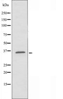 DF4700 staining Hela by IF/ICC. The sample were fixed with PFA and permeabilized in 0.1% Triton X-100,then blocked in 10% serum for 45 minutes at 25¡ãC. The primary antibody was diluted at 1/200 and incubated with the sample for 1 hour at 37¡ãC. An Alexa Fluor 594 conjugated goat anti-rabbit IgG (H+L) Ab, diluted at 1/600, was used as the secondary antibod