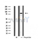DF4733 staining Hela by IF/ICC. The sample were fixed with PFA and permeabilized in 0.1% Triton X-100,then blocked in 10% serum for 45 minutes at 25¡ãC. The primary antibody was diluted at 1/200 and incubated with the sample for 1 hour at 37¡ãC. An Alexa Fluor 594 conjugated goat anti-rabbit IgG (H+L) Ab, diluted at 1/600, was used as the secondary antibod