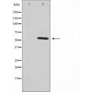 DF4739 staining NIH-3T3 cells by IF/ICC. The sample were fixed with PFA and permeabilized in 0.1% Triton X-100,then blocked in 10% serum for 45 minutes at 25¡ãC. The primary antibody was diluted at 1/200 and incubated with the sample for 1 hour at 37¡ãC. An Alexa Fluor 594 conjugated goat anti-rabbit IgG (H+L) antibody(Cat.