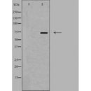 DF4805 staining K562 by IF/ICC. The sample were fixed with PFA and permeabilized in 0.1% Triton X-100,then blocked in 10% serum for 45 minutes at 25¡ãC. The primary antibody was diluted at 1/200 and incubated with the sample for 1 hour at 37¡ãC. An Alexa Fluor 594 conjugated goat anti-rabbit IgG (H+L) Ab, diluted at 1/600, was used as the secondary antibod