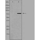 DF4770 staining HepG2 by IF/ICC. The sample were fixed with PFA and permeabilized in 0.1% Triton X-100,then blocked in 10% serum for 45 minutes at 25¡ãC. The primary antibody was diluted at 1/200 and incubated with the sample for 1 hour at 37¡ãC. An Alexa Fluor 594 conjugated goat anti-rabbit IgG (H+L) Ab, diluted at 1/600, was used as the secondary antibod
